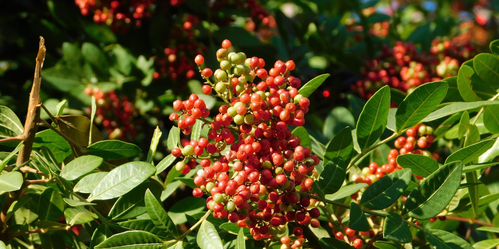 Aroeira: Benefícios, usos e como ela ajuda na saúde da boca e garganta