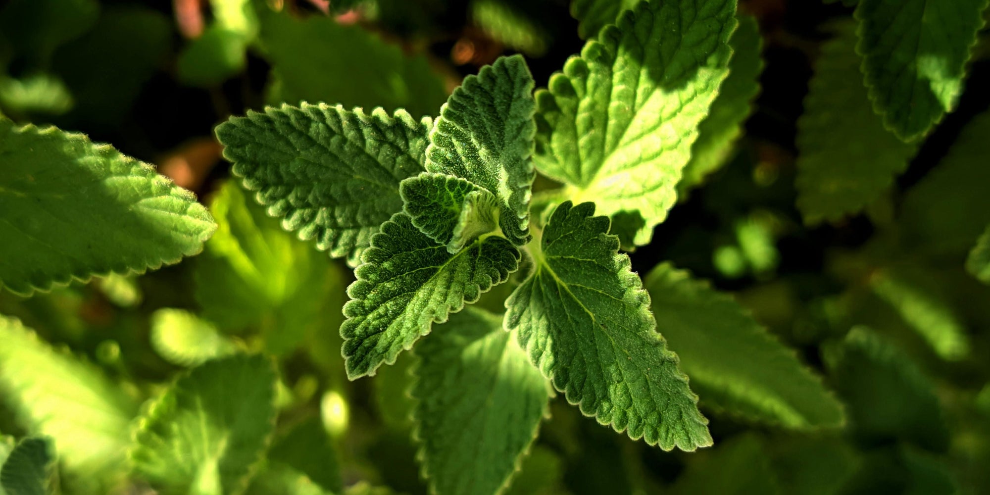 Hortelã: tipos, benefícios e para que serve
