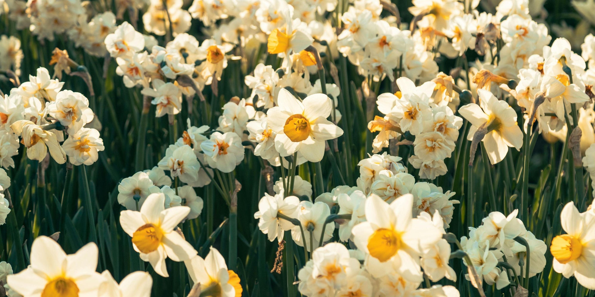 Com a chegada da primavera, é comum sentir a garganta irritada ou a boca mais seca.