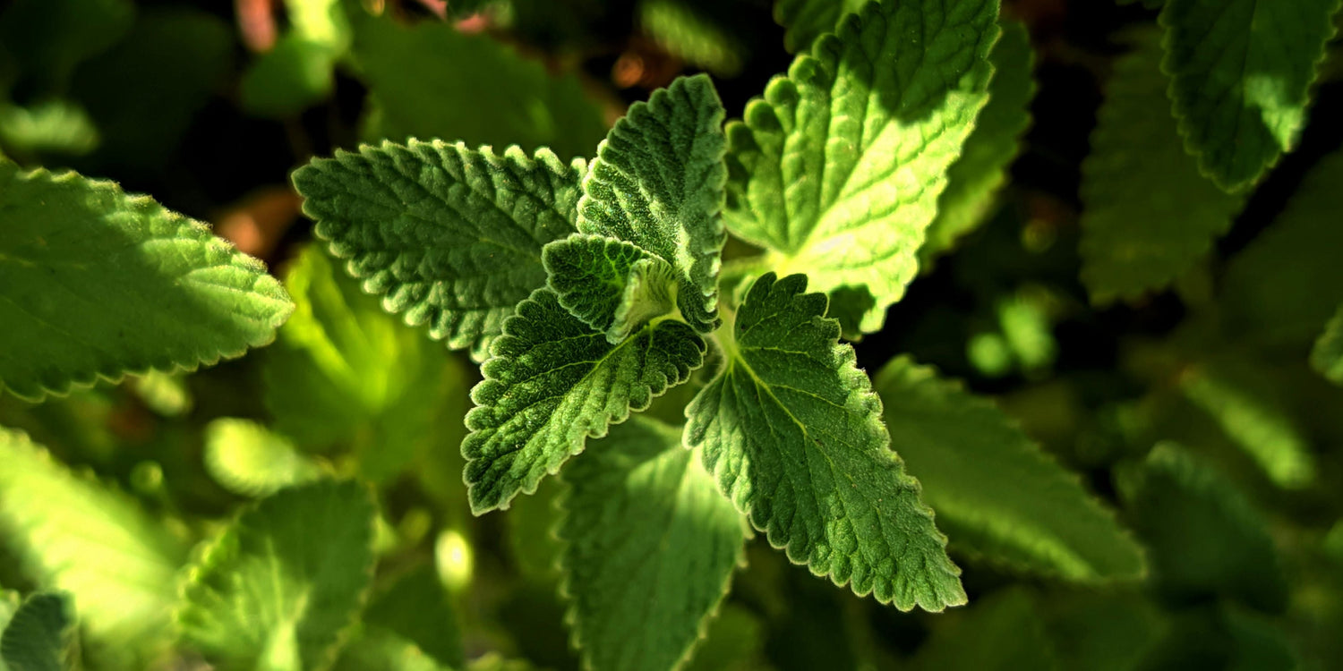 Hortelã: tipos, benefícios e para que serve